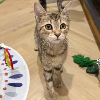 Tofu -  Domestic Short Hair Cat for Adoption in Jupiter, Florida - Tofu | PetCurious