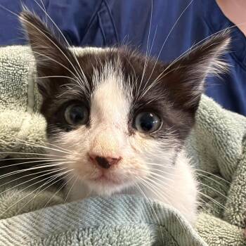 NINO -  Domestic Short Hair Cat for Adoption in Richmond, California - NINO | PetCurious