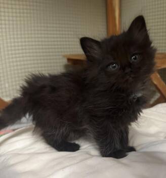 Venus -  Domestic Short Hair Cat for Adoption in Saint Clairsville, Ohio - Venus | PetCurious