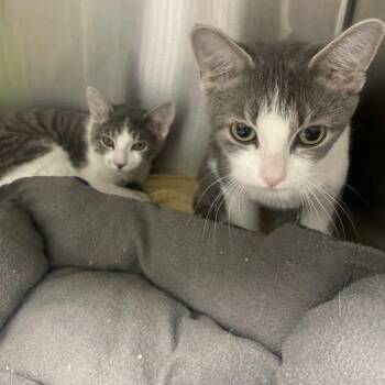 Gabby -  Domestic Short Hair Cat for Adoption in Georgetown, Kentucky - Gabby | PetCurious