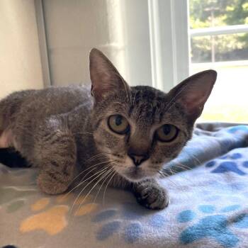 Aspen -  Domestic Short Hair Cat for Adoption in Gloucester, Virginia - Aspen | PetCurious
