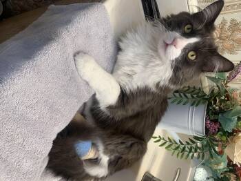 FRANK -  Norwegian Forest Cat and Maine Coon Cat for Adoption in Palmdale, California - FRANK | PetCurious