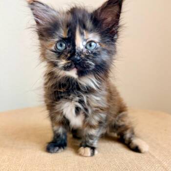 Hungry Hippo 15 -  Domestic Long Hair Cat for Adoption in Austin, Texas - Hungry Hippo 15 | PetCurious