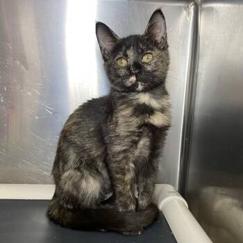 Giovanna -  Domestic Short Hair Cat for Adoption in Roanoke, Virginia - Giovanna | PetCurious