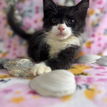 Oyster -  Domestic Medium Hair Cat for Adoption in Toms River, New Jersey - Oyster | PetCurious