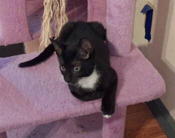 REESE -  Domestic Short Hair Cat for Adoption in Tallahassee, Florida - REESE | PetCurious