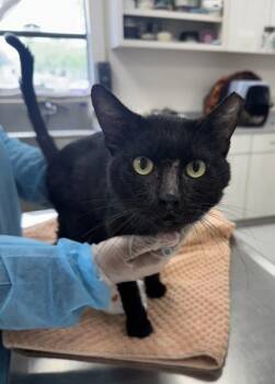 Domestic Short Hair Cats Available for Adoption in San Antonio, Texas - Chatter Box | PetCurious