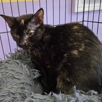 Domestic Short Hair Cats Available for Adoption in Webster, Texas - Rascal | PetCurious