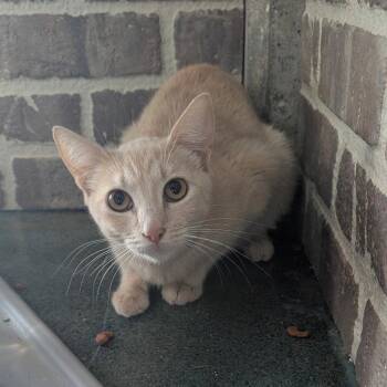 Domestic Short Hair Cats Available for Adoption in Chico, California - CHEL | PetCurious