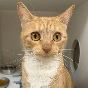 Felice -  Domestic Short Hair Cat for Adoption in Champaign, Illinois - Felice | PetCurious