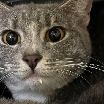 Domestic Short Hair Cats Available for Adoption in Lenexa, Kansas - Quinn | PetCurious