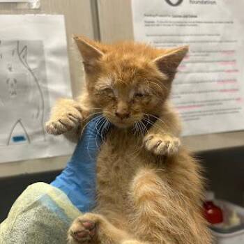 Domestic Medium Hair Cats Available for Adoption in Las Vegas, Nevada - CHOWDER | PetCurious