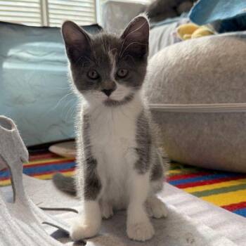 Carnitas -  Domestic Short Hair Cat for Adoption in Toronto, Ontario - Carnitas | PetCurious