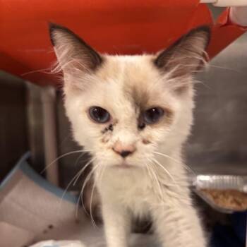 Emery -  Domestic Medium Hair Cat for Adoption in Salt Lake City, Utah - Emery | PetCurious