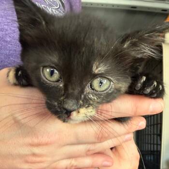 Domestic Short Hair Cats Available for Adoption in Midland, Texas - Kitten 4 | PetCurious