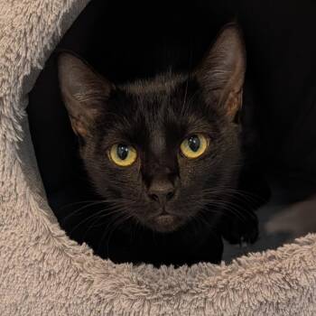 Meredith -  Domestic Short Hair Cat for Adoption in Hawthorne, California - Meredith | PetCurious
