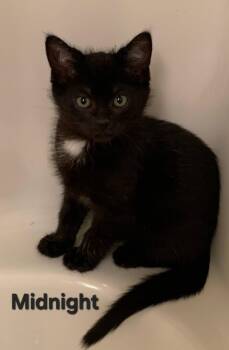 Rescue Domestic Short Hair Cats for Adoption in Cleveland, Ohio - Midnight | PetCurious