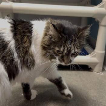 Bella -  Domestic Medium Hair and Domestic Short Hair Cat for Adoption in Janesville, Wisconsin - Bella | PetCurious