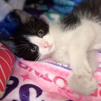 Katherine -  Domestic Short Hair Cat for Adoption in South Elgin, Illinois - Katherine | PetCurious