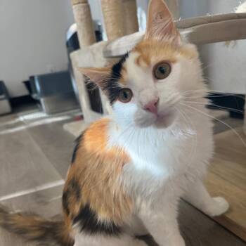 Marley -  Domestic Short Hair Cat for Adoption in Pleasant Hill, California - Marley | PetCurious