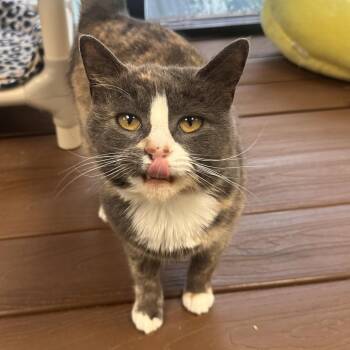 Minnie -  Domestic Short Hair Cat for Adoption in Rocky Mount, Virginia - Minnie | PetCurious