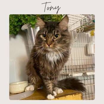 TONY -  Domestic Medium Hair Cat for Adoption in San Juan Capistrano, California - TONY | PetCurious