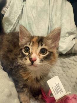 Marionberry -  Domestic Short Hair Cat for Adoption in Vancouver, Washington - Marionberry | PetCurious