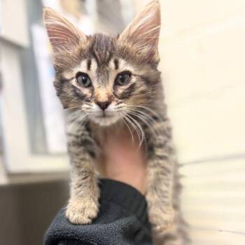 PRISM -  Domestic Medium Hair Cat for Adoption in Aurora, Colorado - PRISM | PetCurious