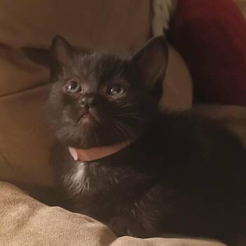 Bean - pink -  Domestic Short Hair Cat for Adoption in Ferndale, Washington - Bean - Pink | PetCurious