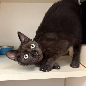 Jimmy -  Domestic Short Hair Cat for Adoption in South Elgin, Illinois - Jimmy | PetCurious