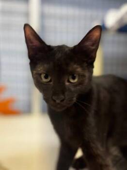 Jane Barleycorn -  Domestic Short Hair Cat for Adoption - Jane Barleycorn | PetCurious