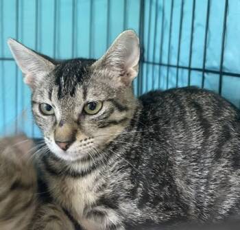 Eliza (SH) -  American Shorthair Cat for Adoption in Schertz, Texas - Eliza (SH) | PetCurious