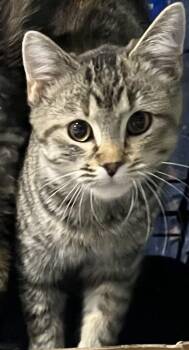 Domestic Short Hair Cats Available for Adoption in Webster City, Iowa - Felicity | PetCurious