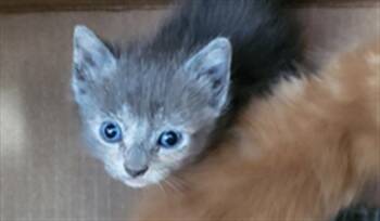 LIBRA -  Domestic Medium Hair Cat for Adoption in Dallas, Texas - LIBRA | PetCurious