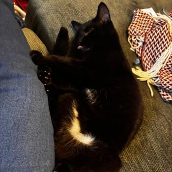 Odysseus -  Domestic Short Hair Cat for Adoption in Evanston, Illinois - Odysseus | PetCurious