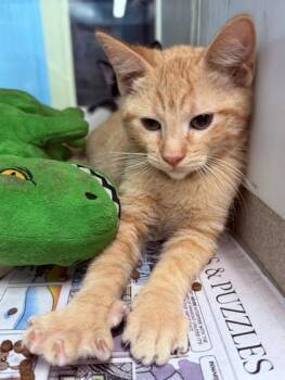 Methodman (Petsmart Claibrone) -  Domestic Short Hair Cat for Adoption in New Orleans, Louisiana - Methodman (Petsmart Claibrone) | PetCurious