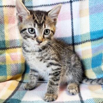 Dos -  American Shorthair Cat for Adoption in Mt. Juliet, Tennessee - Dos | PetCurious