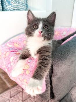 Phoebe -  Domestic Long Hair Cat for Adoption in Denver, Colorado - Phoebe | PetCurious