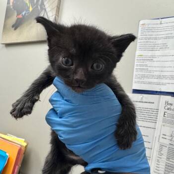 Reggie -  Domestic Short Hair Cat for Adoption in Columbiana, Alabama - Reggie | PetCurious