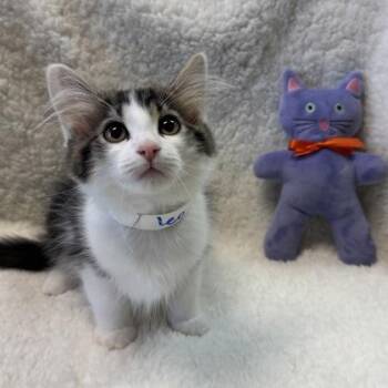 Domestic Medium Hair and Domestic Short Hair Cats Available for Adoption in Seneca, South Carolina - Leo $150 At PetSmart Seneca | PetCurious