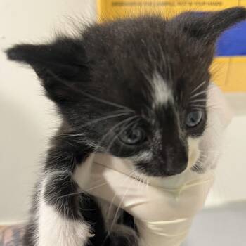 Domestic Short Hair Cats Available for Adoption in Tampa, Florida - Zorro | PetCurious