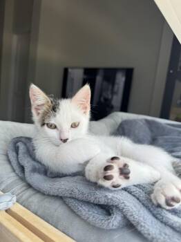 Luke Skywalker -  Domestic Short Hair Cat for Adoption in Brandon, Florida - Luke Skywalker | PetCurious