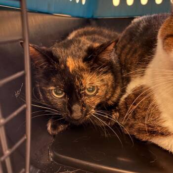 Domestic Short Hair Cats Available for Adoption in Buffalo, New York - Dora | PetCurious
