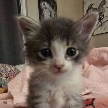 Halo -  Domestic Short Hair Cat for Adoption in Los Angeles, California - Halo | PetCurious