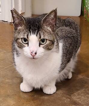 Rescue Domestic Short Hair and Tabby Cats for Adoption in Austin, Texas - Slim Jim | PetCurious