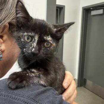 Arabia -  Domestic Short Hair Cat for Adoption in Atlanta, Georgia - Arabia | PetCurious