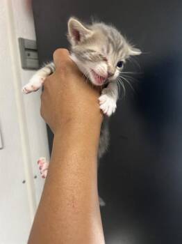 Domestic Short Hair Cats Available for Adoption in San Bernardino, California - HONEY WALNUT | PetCurious