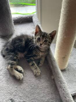 Sparrow Kitten -  Domestic Short Hair Cat for Adoption in Ogden, Utah - Sparrow Kitten | PetCurious