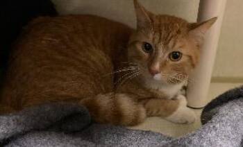 Tails -  Domestic Short Hair Cat for Adoption in Marion, Ohio - Tails | PetCurious