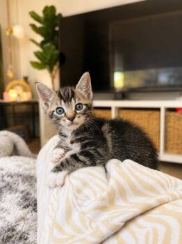 Cookie & Cream BONDED SIBLINGS -  Domestic Short Hair Cat for Adoption in Boca Raton, Florida - Cookie & Cream BONDED SIBLINGS | PetCurious
